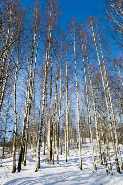 Winter birchwood — Stock Photo, Image