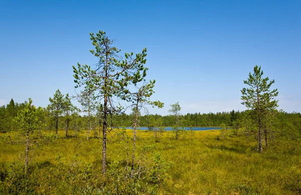 Wild summer landscape — Stock Photo, Image