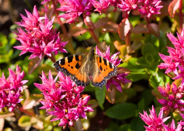 Motýl na růžových květinách — Stock fotografie