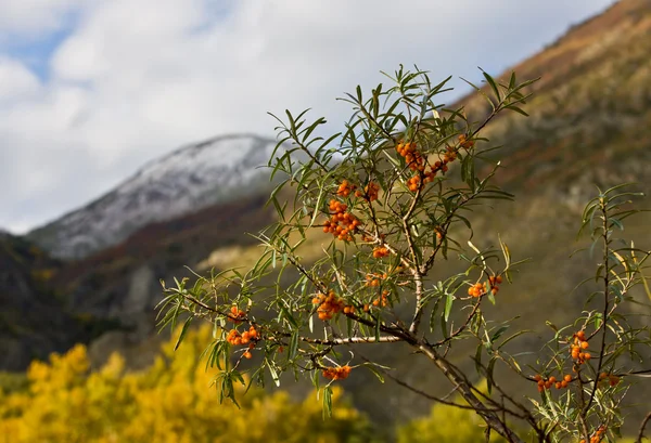 stock image Autumn sea-buckthorn