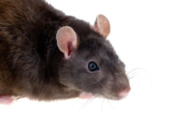 Portrait of a young rat — Stock Photo, Image