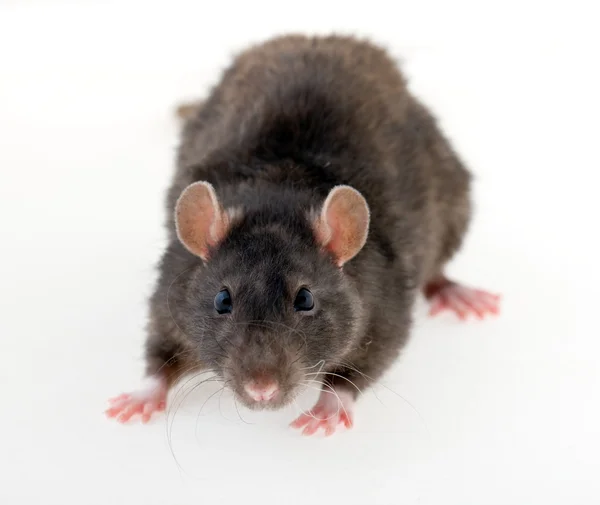Czarny szczur — Zdjęcie stockowe