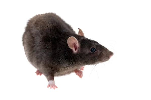 Молодая чёрная крыса — стоковое фото