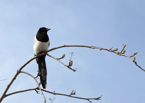 Magpie on a spring branch — Stock Photo, Image