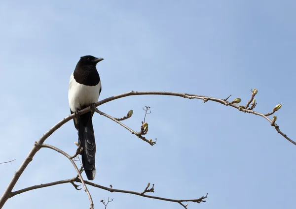 Urraca en una rama de primavera —  Fotos de Stock