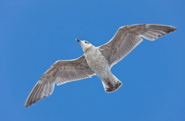 Seagull close up — Stock Photo, Image
