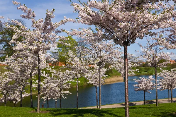 stock image City park