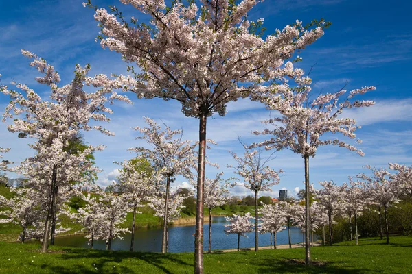 stock image Spring park