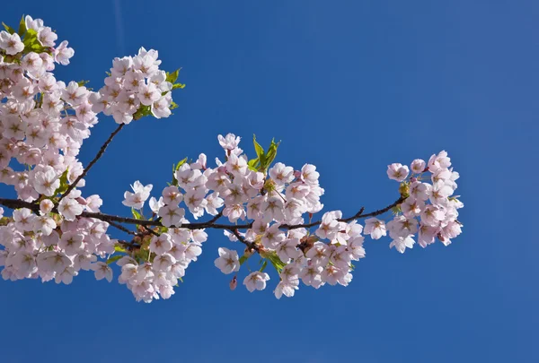 Ramo di una ciliegia giapponese — Foto Stock