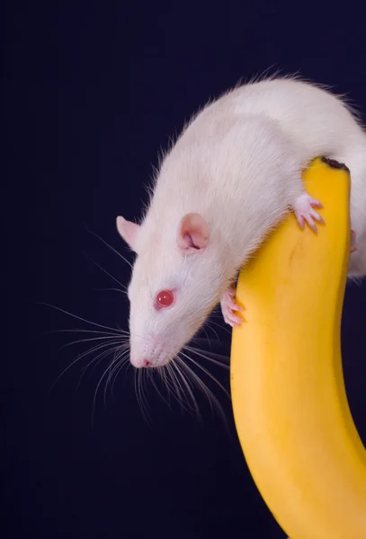 Rat på en banan — Stockfoto