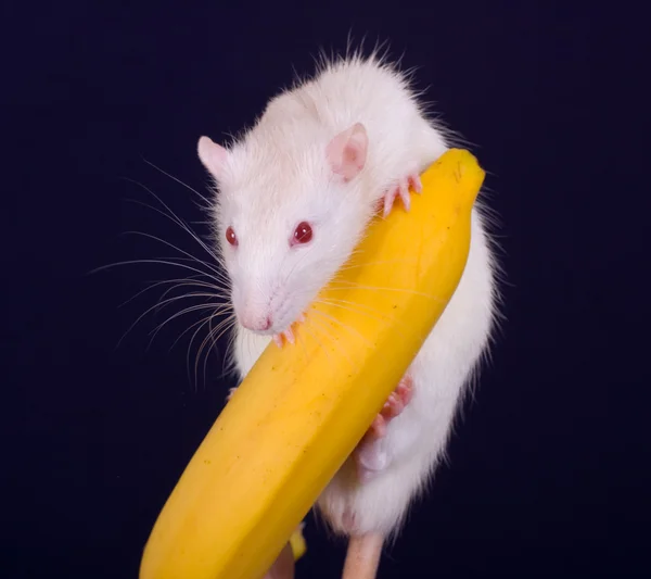 Rato em uma banana — Fotografia de Stock