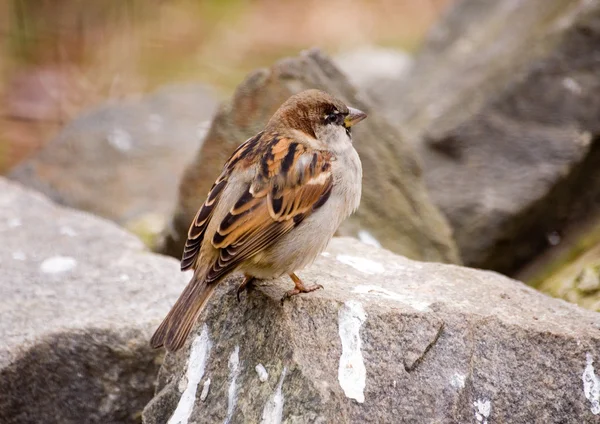 Sparrow on a stone — Stock Photo, Image