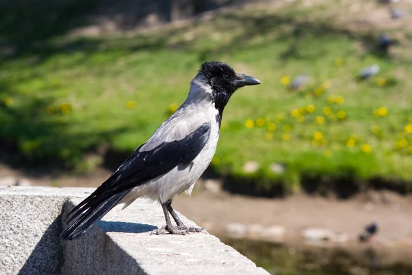 Retrato do corvo — Fotografia de Stock