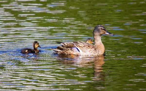 Yavrular ile ördek — Stok fotoğraf