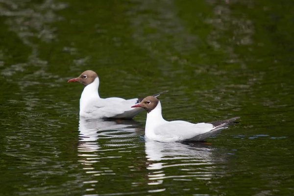 Duas gaivotas — Fotografia de Stock