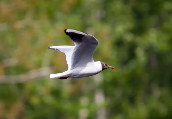 The seagull in flight — Stock Photo, Image