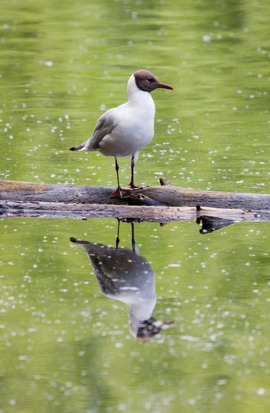 Seagull en reflectie — Stockfoto