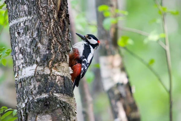 啄木鸟在森林里 — 图库照片