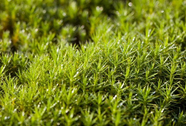 Bir yağmur sonra yeşil yosun — Stok fotoğraf