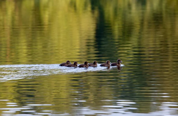 Flock of young ducklings — Stock Photo, Image