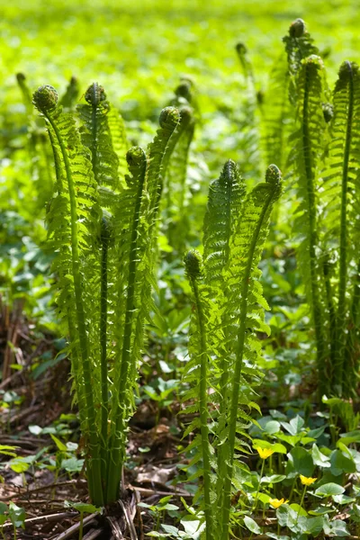 Fern in the spring — Stock Photo, Image