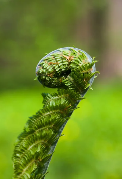 Natural spiral — Stock Photo, Image