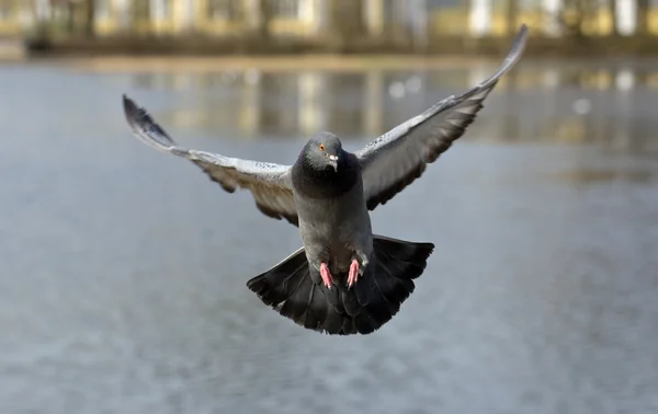 Pigeon in flight — Stock Photo, Image