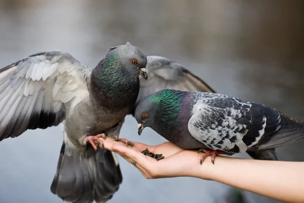 Deux pigeons — Photo