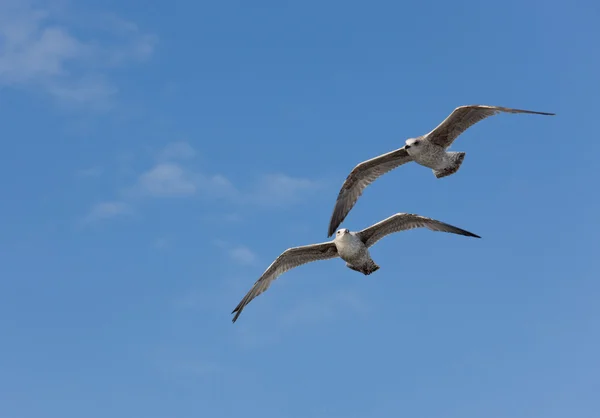 Two seagulls in flight — Stock Photo, Image
