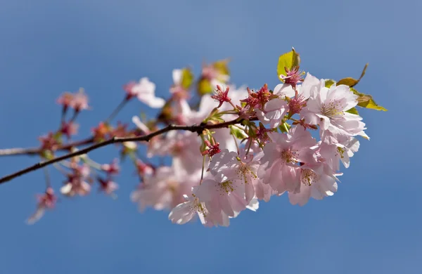 Růžová jarní — Stock fotografie