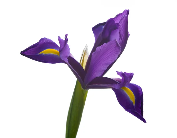 stock image Iris close up