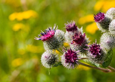 Thistle çiçek