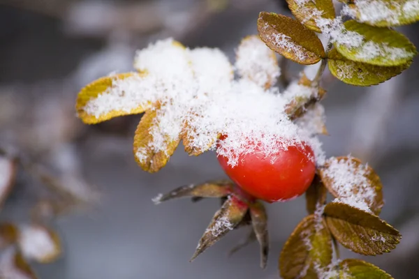 Rosa de perro nevada — Foto de Stock