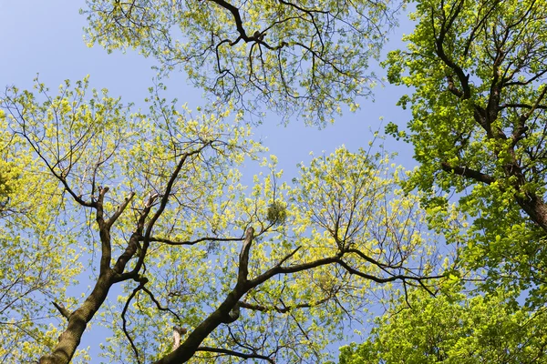Crones de árvores na primavera — Fotografia de Stock