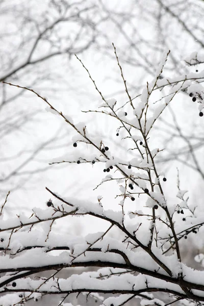 Berry bush i vinter trä — Stockfoto