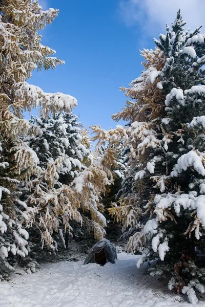 V lese po sněhu — Stock fotografie