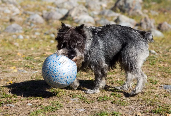 Bir top oynuyor — Stok fotoğraf