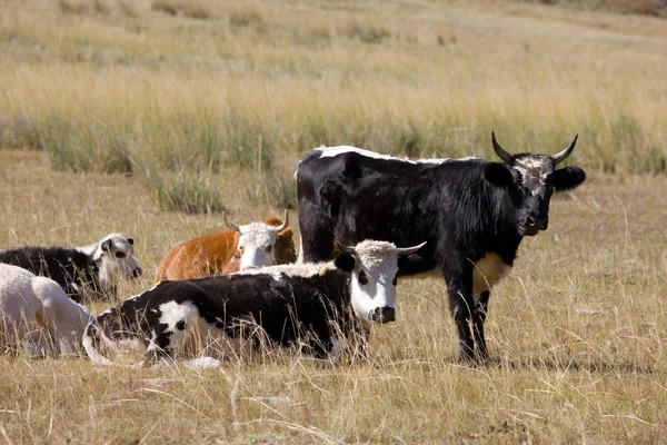 Mucche su un pascolo — Foto Stock