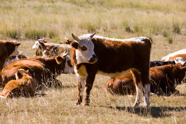 Стадо коричневых коров — стоковое фото