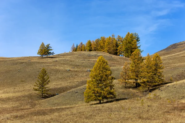 Hills with autumn trees — Stock Photo, Image