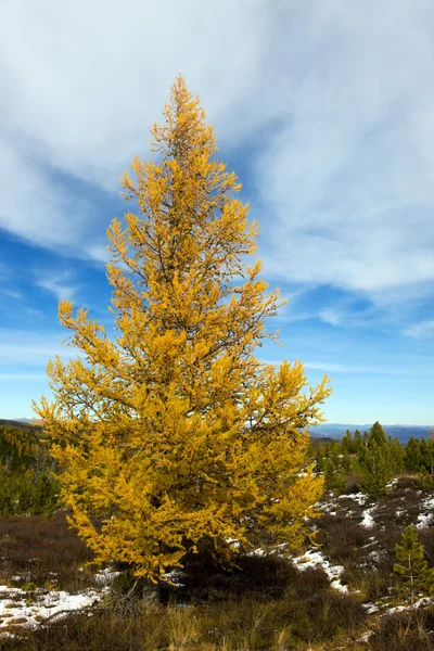 Yellow autumn larch — Stock Photo, Image