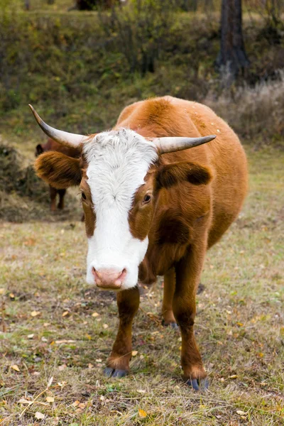 Brown cow — Stock Photo, Image