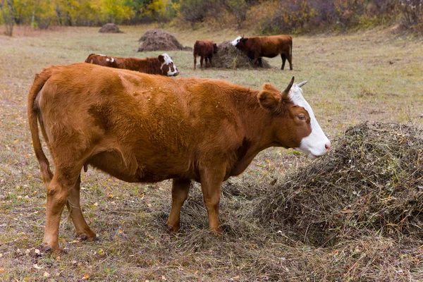 Le mucche mangiano fieno — Foto Stock