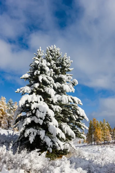 Winterlandschaft — Stockfoto