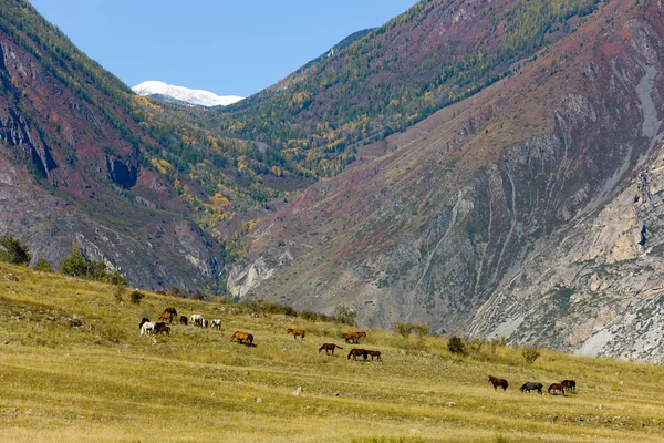Cavalli in una valle di montagna — Foto Stock