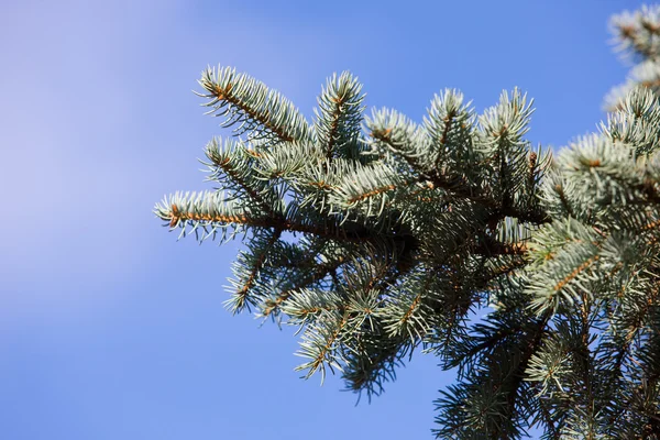 Blaufichte — Stockfoto