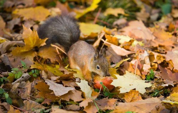 Das Eichhörnchen mit dem Apfel — Stockfoto