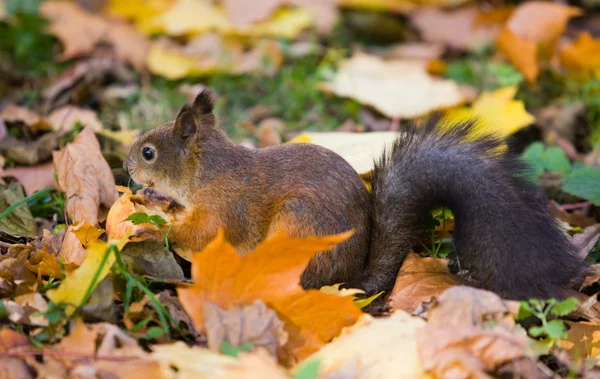 Das Eichhörnchen frisst einen Apfel — Stockfoto