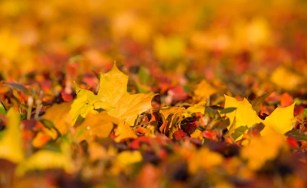 stock image Autumn background