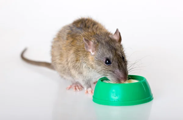 O rato doméstico come o iogurte — Fotografia de Stock